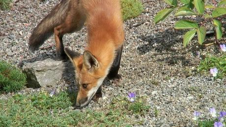 Red Fox smells plants - Montreal Botanical Garden - Frame To Frame Bob & Jean