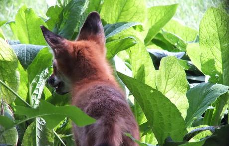 Red Fox hides amongst green leaves - Montreal Botanical Garden - Frame To Frame Bob & Jean