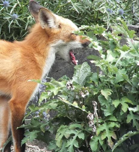 Red Fox sniffs yawns among the plants - Montreal Botanical Garden - Frame To Frame Bob & Jean