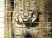 Last Bobcat Freed from Montana Farm