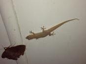 Florence Nightingale Not.