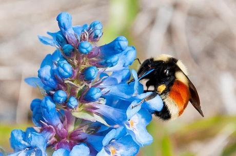 leaving Montana Butte - Crystal Park 2013