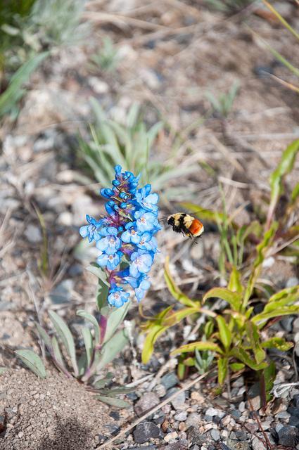 leaving Montana Butte - Crystal Park 2013