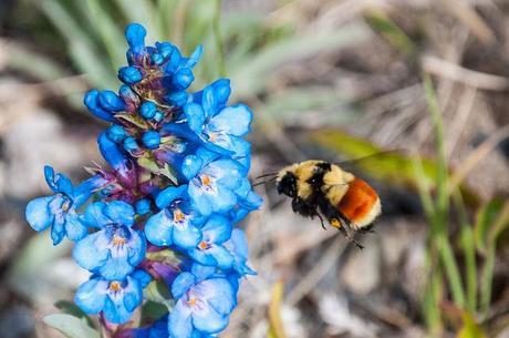 leaving Montana Butte - Crystal Park 2013