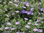 Plant Week: Convolvulus Sabatius