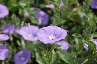 Convolvulus sabatius Flower (27/07/2013, Kew Gardens, London)