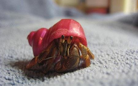 Weight Of The World: Hermit Crab Shell Art