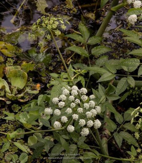 Water Dropwort (oxypolis filiformis) © 2013 Patty Hankins