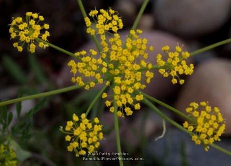 A Few Native Apiaceae Nineleaf biscuitroot (lomatirum triternatum) © 2013 Patty Hankins