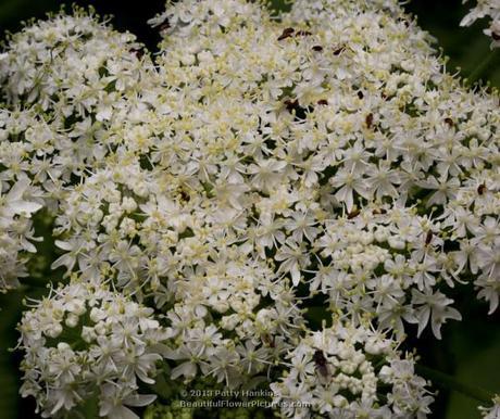 A Few Native Apiaceae Cow Parsnip (heracleum maxiimum) © 2013 Patty Hankins