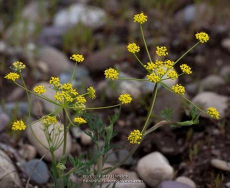A Few Native Apiaceae Nineleaf biscuitroot (lomatirum triternatum) © 2013 Patty Hankins
