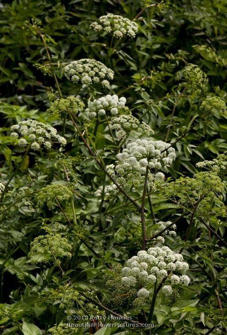 A Few Native Apiaceae Water Dropwort (oxypolis filiformis) © 2013 Patty Hankins