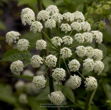 A Few Native Apiaceae Water Dropwort (oxypolis filiformis) © 2013 Patty Hankins