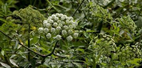 A Few Native Apiaceae Water Dropwort (oxypolis filiformis) © 2013 Patty Hankins
