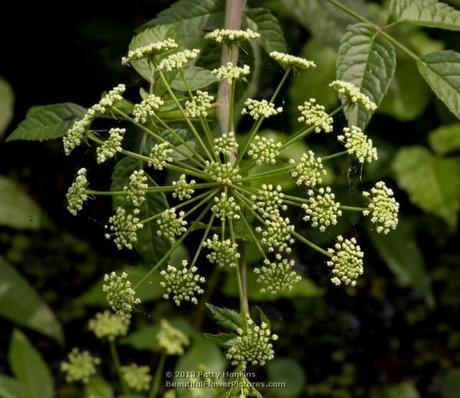 A Few Native Apiaceae Water Dropwort (oxypolis filiformis) © 2013 Patty Hankins