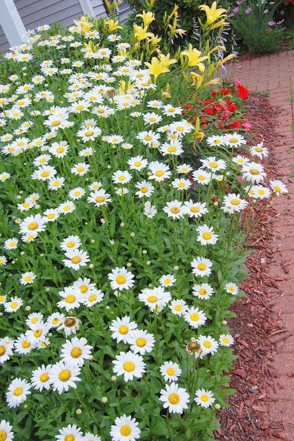 Garden in full bloom