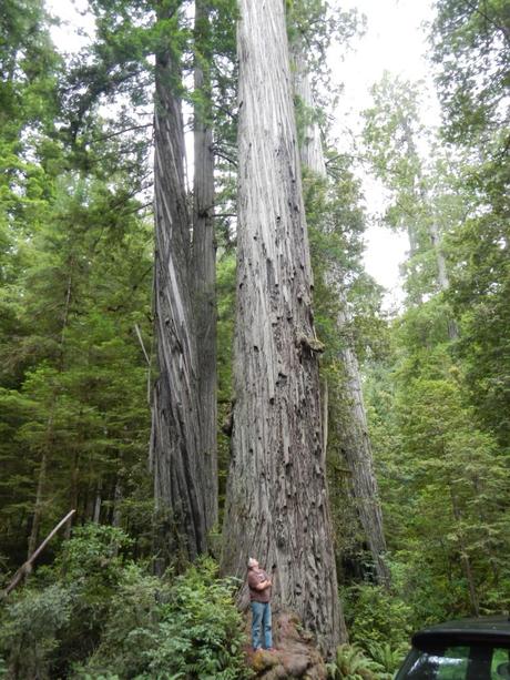 Feeling tiny with the California Redwoods
