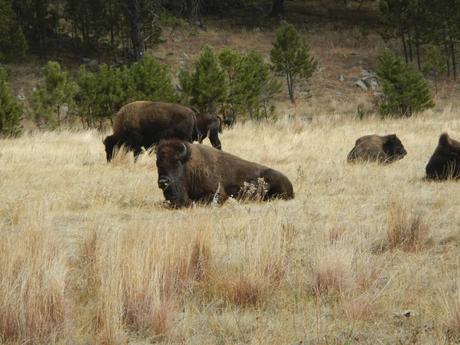 Seeing Bison in South Dakota