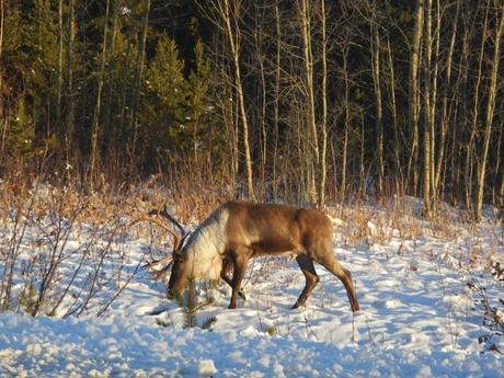 Spotting wildlife along the way