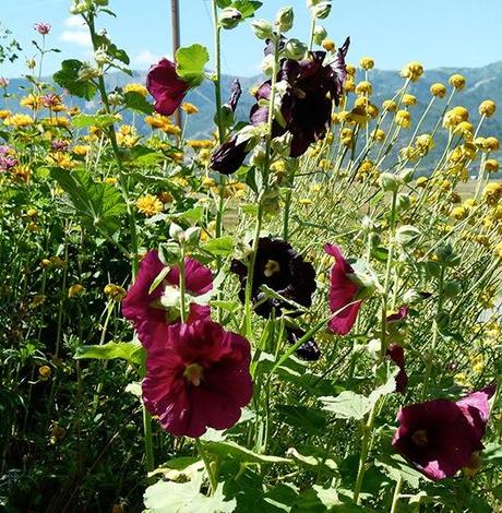 Garden Bloggers Bloom Day ~ August, 2013