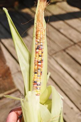 And Now -- Glass Gem Corn!