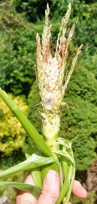 And Now -- Glass Gem Corn!