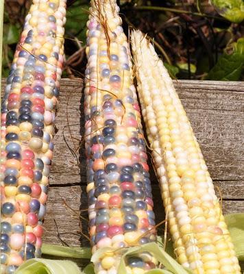 And Now -- Glass Gem Corn!