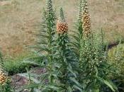 Plant Week: Digitalis Ferruginea