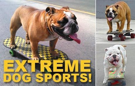 Bulldogs attend School for EXTREME DOG Sports!