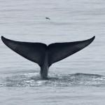 Whale Tail by Josh Kaye-Carr