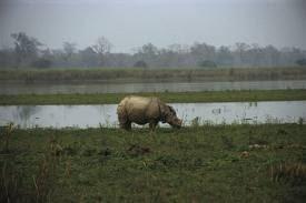 Great Indian one hourned rhinoceros