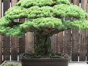 388-Year-Old Bonsai That Survived Hiroshima