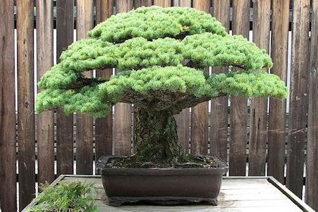 The 388-Year-Old Bonsai That Survived Hiroshima