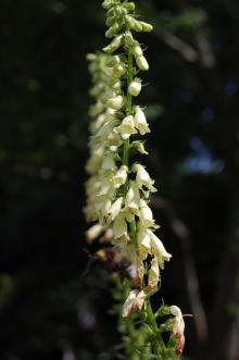 Digitalis lutea Flower (27/07/2013, Kew Gardens, London)