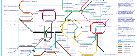 A subway map of metabolism inforgraphic