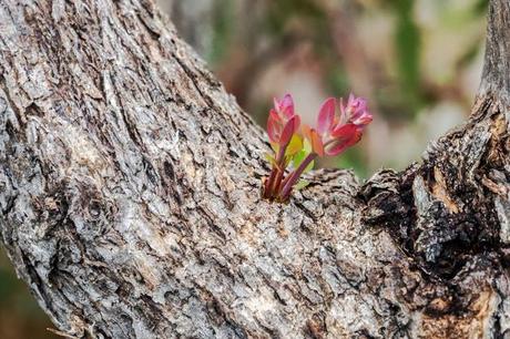 flower on eucalypt tree