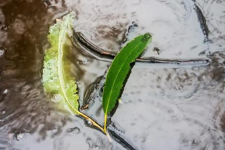 green leaf in a puddle