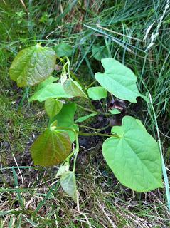 Le cercis est vivant