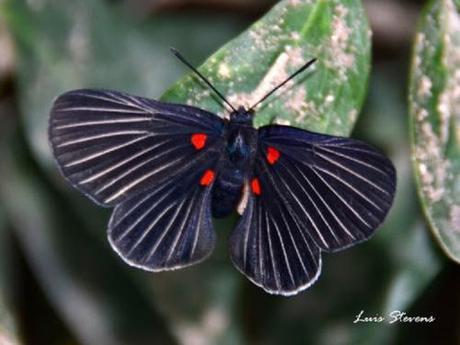 white-rayed metalmark2