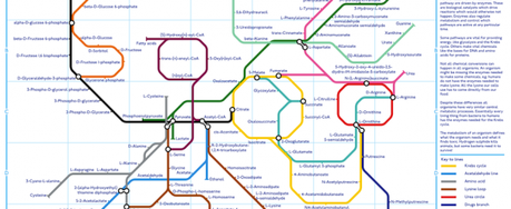 A subway map of metabolism infographic