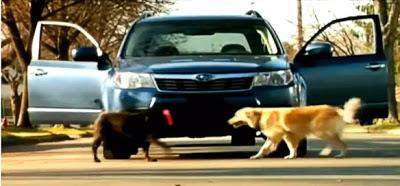 8 Must-See Commercials featuring DOGS driving!