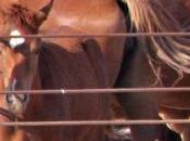 Wild Horse Controversy Fallon Slaughter Auction