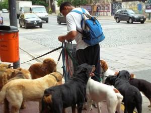 Dog Walker