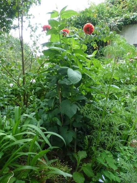 lush green leaves of dahlia