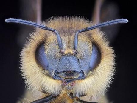 bee_face.jpg.662x0_q100_crop-scale