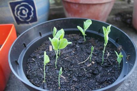 Sweetpea seeds