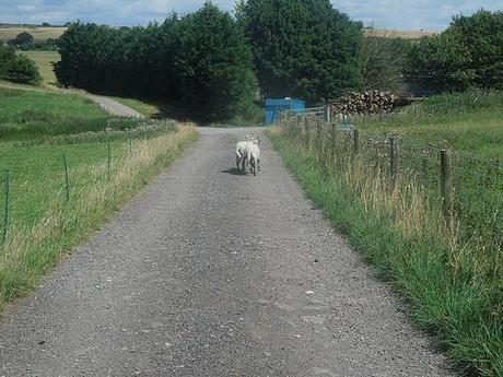 The Mendip Hills