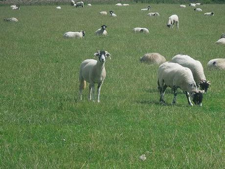 The Mendip Hills