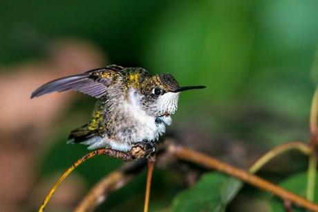 Female-Ruby-throated-Hummingbird-Stretching-2