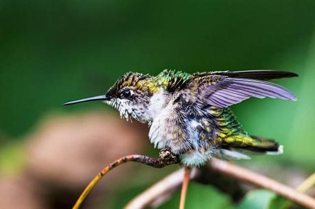 Female-Ruby-throated-Hummingbird-Stretching